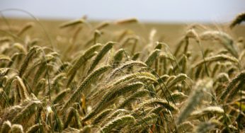 Już od kwietnia nowe oferty ubezpieczeń upraw rolnych z rządową dopłatą