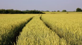 PZU przedłuża sprzedaż dotowanych ubezpieczeń rolnych do 10 grudnia