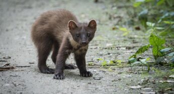 Szkody wyrządzone przez kuny – jakie ubezpieczenie?